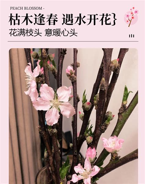 桃花枝怎麼養|【桃花枝怎麼養】桃花枝水培秘訣大公開！輕鬆擁有美麗桃花運